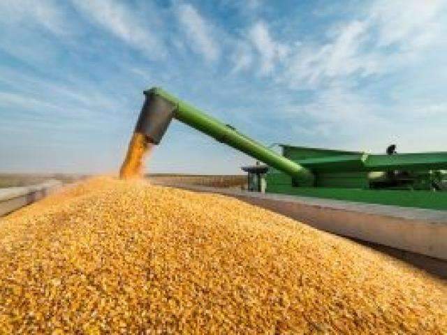 Safra de milho em MS vai bater recorde com  11,4 milh&otilde;es de toneladas
