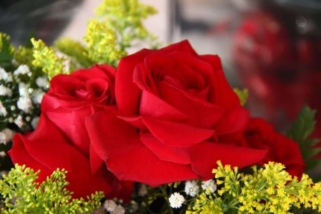 Procura por rosas aumenta 80% e floriculturas comemoram vendas 