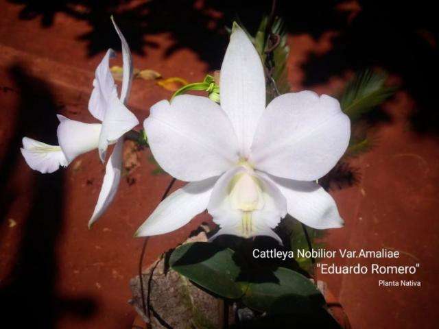 Orquídea agora tem nome de vereador