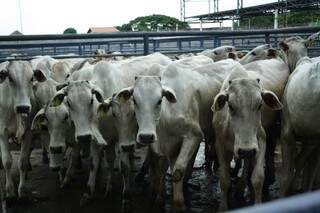 Em Mato Grosso do Sul, produção de bovinos contabilizou 21,4 milhões de cabeças. (Foto: Arquivo / Campo Grande News)