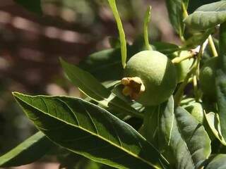 É tempo de guavira, fruta símbolo de MS que é rica em vitamina C