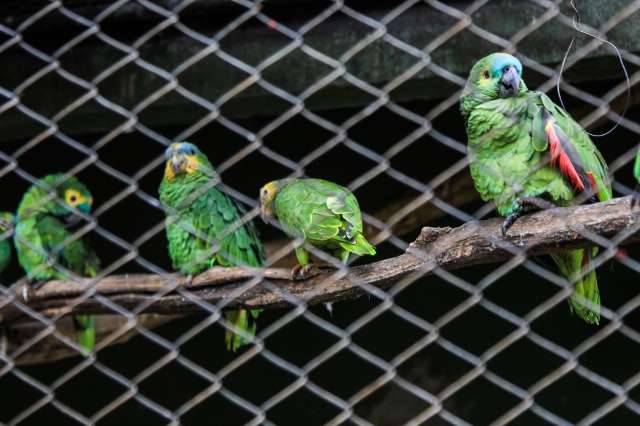 Por falta da m&atilde;e, animais em reabilita&ccedil;&atilde;o podem morrer mesmo ap&oacute;s resgate