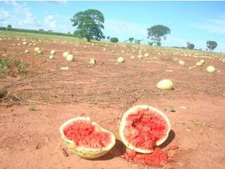 Produtor teve prejuízo em 50% da lavoura de melancia (Foto: Sul News)
