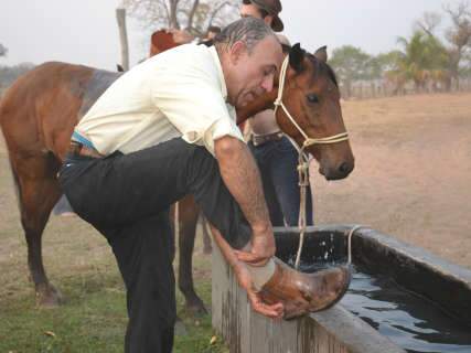 Manada de Cavalos Pantaneiros em uma Fazenda do Pantanal 