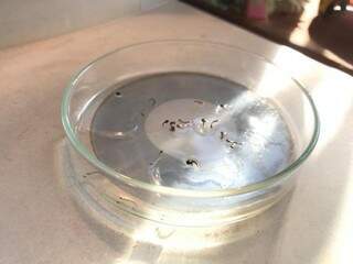 Larvas do mosquito da dengue encontrados em recipiente (Foto: Arquivo/Campo Grande News)