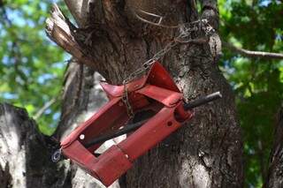 Macaco foi pendurado no alto da árvore, preso a uma corrente. (Foto: Minamar Junior)