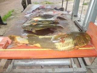 Os pescados, segundo a polícia, estavam foram da medida correta (Foto: Divulgação/PMA)