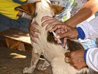 Vacinação começa na segunda-feira (25) em Corumbá, município com dois casos confirmados da doença, este ano. (Foto: Diário Corumbaense)