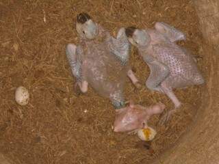 Os três filhotes que levantaram voo, pela primeira vez, em novembro e deixaram o ninho de uma palmeira na casa do morador (Foto: Direto das Ruas)