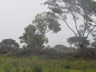 Floresta deu lugar a pasto em fazenda de Iguatemi (Foto: divulgação / PMA)