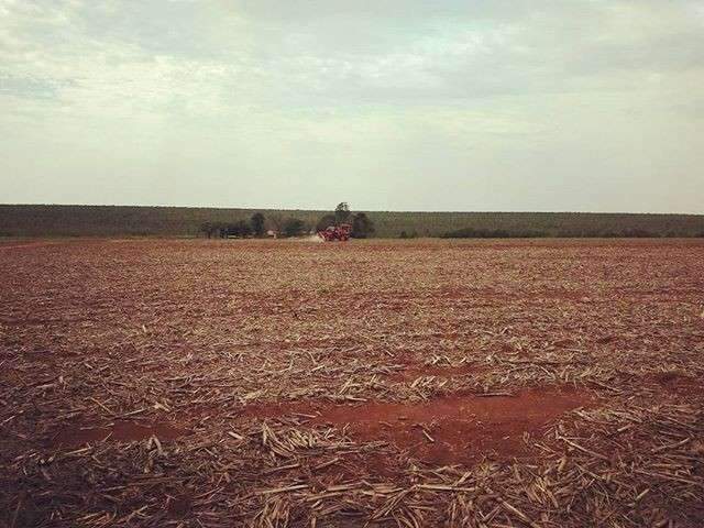 Plantio de soja j&aacute; atinge 1,5 milh&atilde;o de hectares, 60% da &aacute;rea desta safra