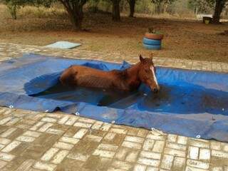 Égua não percebeu lona, caiu e ficou presa em piscina. (Foto: O Pantaneiro)