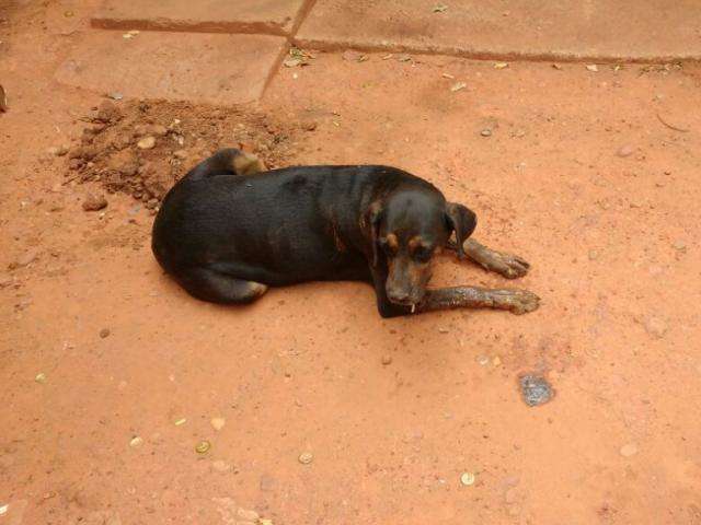 Idoso &eacute; preso suspeito de intoxicar cadela com veneno de ratos e baratas