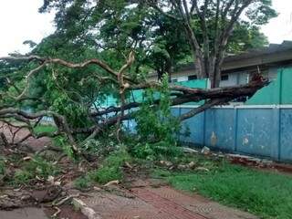 Árvore de médio porte danificou parte de muro de escola no Bairro Monte Castelo (Foto: Simão Nogueira) 