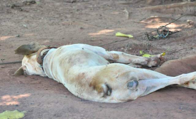  Ataque de abelhas mata tr&ecirc;s c&atilde;es e fere seis pessoas em Campo Grande 