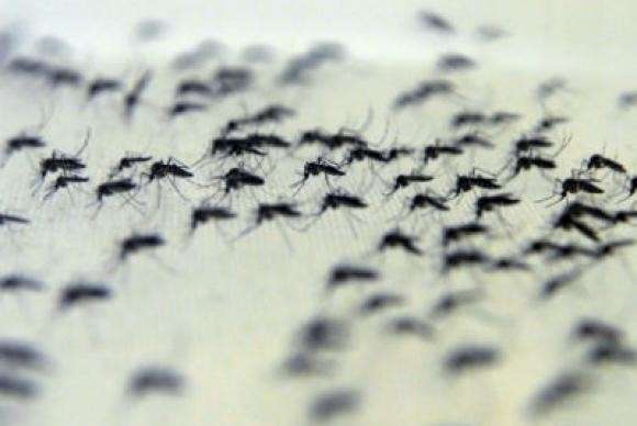 Fiocruz aumenta libera&ccedil;&atilde;o do Aedes com bact&eacute;ria que reduz efic&aacute;cia do mosquito