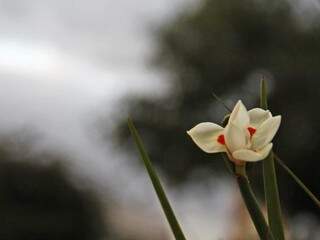 Flor ‘sobrevivente’ ao início do inverno neste fim de tarde em Campo Grande (Foto: Marcos Ermínio) 