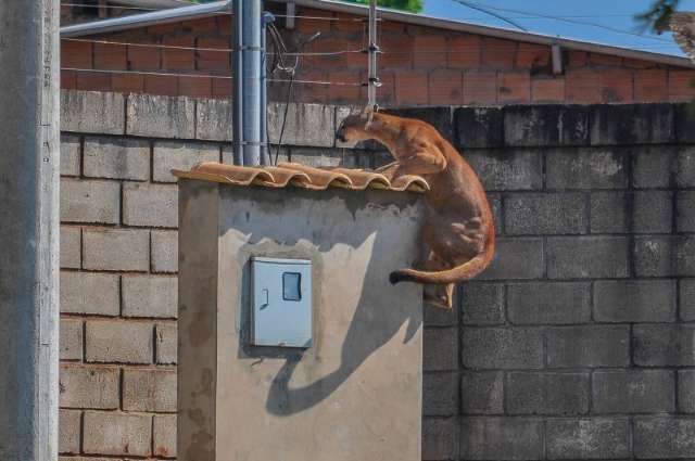 Para ver on&ccedil;a curiosos sobem em muro e escalam &aacute;rvores