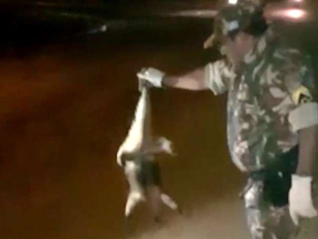 Depois de tentar entrar em casas no Jardim Centro-Oeste, tamandu&aacute; &eacute; resgatado