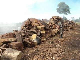 A madeira também foi apreendida e os serviços pela carvoaria interditados. (Foto: Divulgação PMA) 