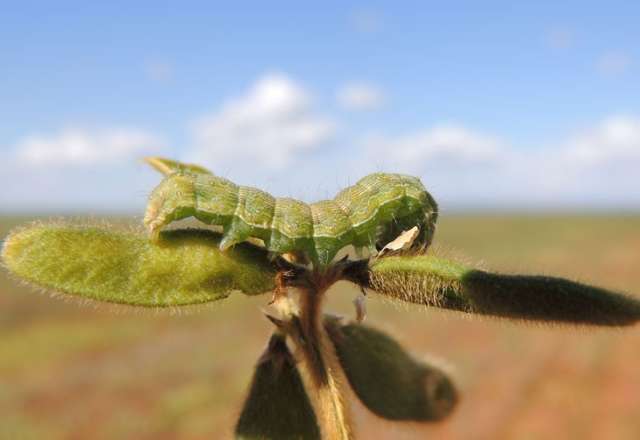 Prazo para uso de agrot&oacute;xico contra lagarta em lavouras &eacute; prorrogado por 1 ano