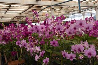 Além das Rosas do Deserto, viveiro na Ceasa tem também centenas de orquídeas. (Foto: Roberto Higa)