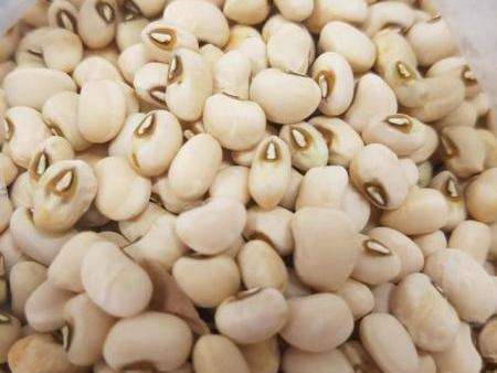 Feij&atilde;o de corda se adapta ao Pantanal e poder&aacute; ser cultivado para alimenta&ccedil;&atilde;o
