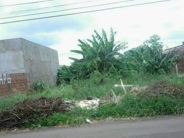 Vizinho reclama que terreno virou verdadeira &quot;floresta&quot; e teme doen&ccedil;as