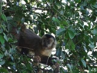 Macaco Prego fotografado em 2015 (Foto: Reginaldo Oliveira)