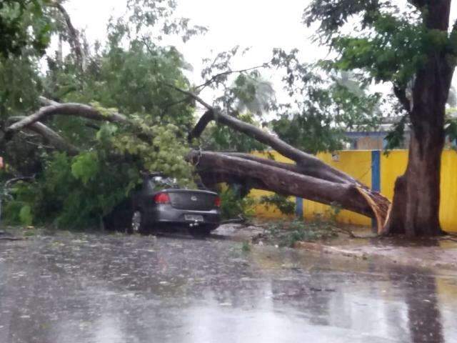 Chuva e ventania derrubam &aacute;rvores sobre ve&iacute;culos e p&otilde;em Defesa Civil em alerta