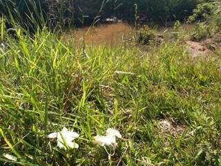 Córrego em que o corpo da mulher foi encontrado (Foto: Mirian Machado)