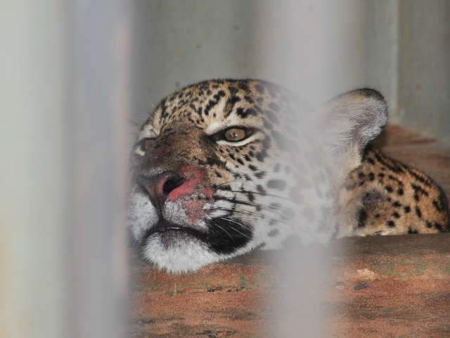 On&ccedil;a-pintada que escapou do Cras por duas vezes continua enjaulada 