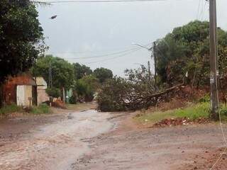 Árvore caiu no meio da rua e deixou Bairro Nova Lima sem energia (Foto: Direto das Ruas)