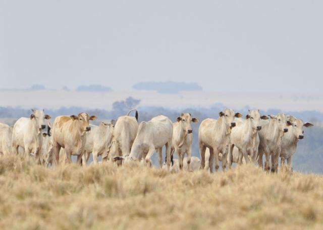 Portaria que padroniza vacina contra brucelose bovina e bubalina est&aacute; em vigor