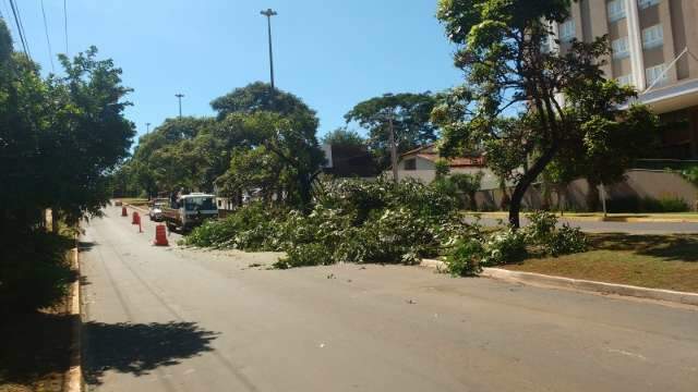 &Aacute;rvores s&atilde;o retiradas para in&iacute;cio de obras na rotat&oacute;ria da Via Parque 