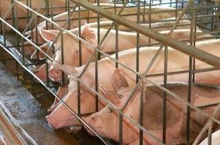 Porcas passam toda a vida confinadas em gaiolas de 60 centímetros de largura por dois metros de comprimento (Foto: confinamentoanimal.org.br)