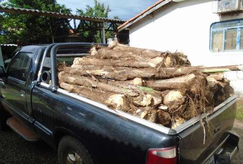 PMA multa produtor rural em mais de R$ 44 mil por transporte ilegal de palmitos