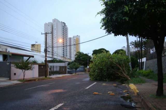 Vento da madrugada derruba &aacute;rvore na rua 15 de novembro