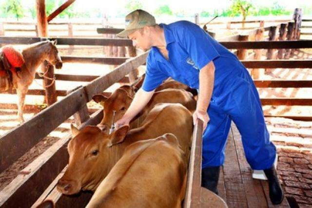 Segunda etapa de vacina&ccedil;&atilde;o contra aftosa come&ccedil;a hoje na fronteira