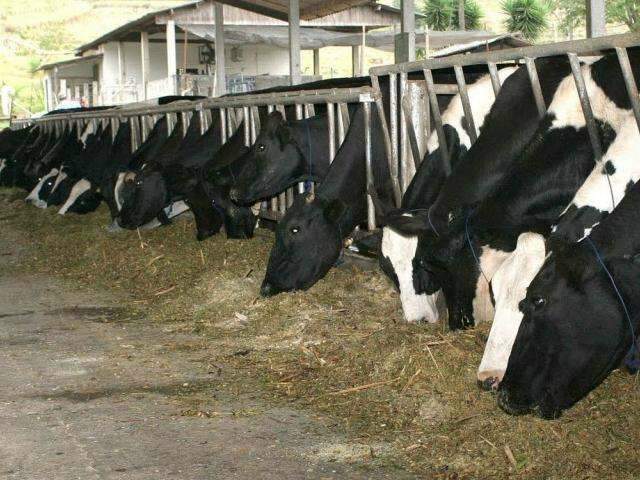 Clima muda e entressafra faz pre&ccedil;o do leite subir 8% ao produtor de MS