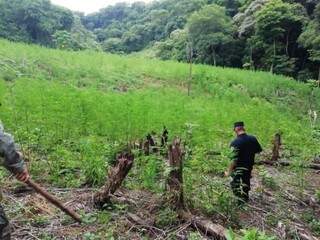Plantação fica escondida em área de mata (Foto: Divulgação Sejusp)