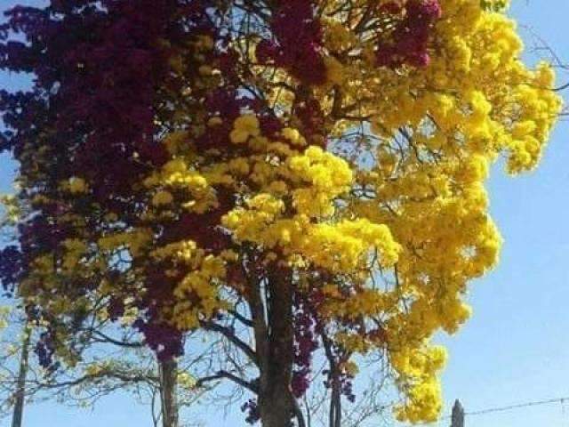 &Agrave;s v&eacute;speras da nova esta&ccedil;&atilde;o, leitores declaram amor &agrave;s &aacute;rvores