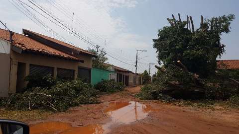 Corpo de Bombeiros registra queda de 15 árvores após forte chuva