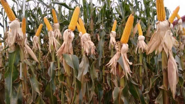 Apesar do clima, produ&ccedil;&atilde;o agr&iacute;cola de MS deve crescer 22% em 2017