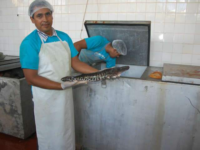  Em dois dias, Feira de Pescado da UFMS comercializa 2 toneladas de peixe
