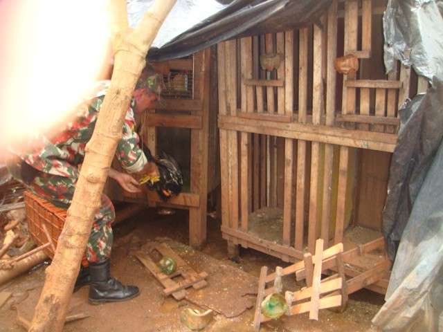 Ap&oacute;s den&uacute;ncia de rinha, galos s&atilde;o apreendidos e dono &eacute; multado 
