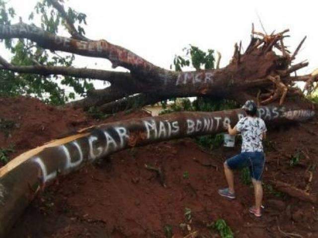 Moradores da Capital tentam impedir corte de &aacute;rvores em terreno particular