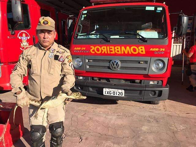 Jacar&eacute; &eacute; resgatado pelos bombeiros ap&oacute;s invadir casa em Lad&aacute;rio