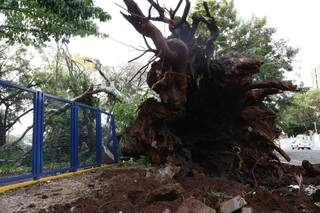 Vento derrubou árvore de grande porte em frente ao Horto Florestal. (Foto: Gerson Walber)