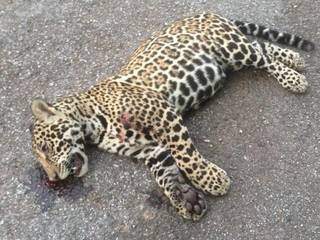 O animal foi encontrado na manhã deste sábado (13) (Foto: Direto das ruas)